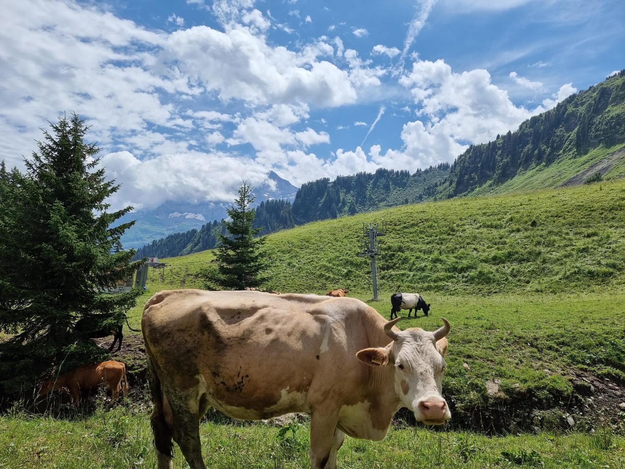 Mountain Lodge, Les Crosets Bagian luar foto